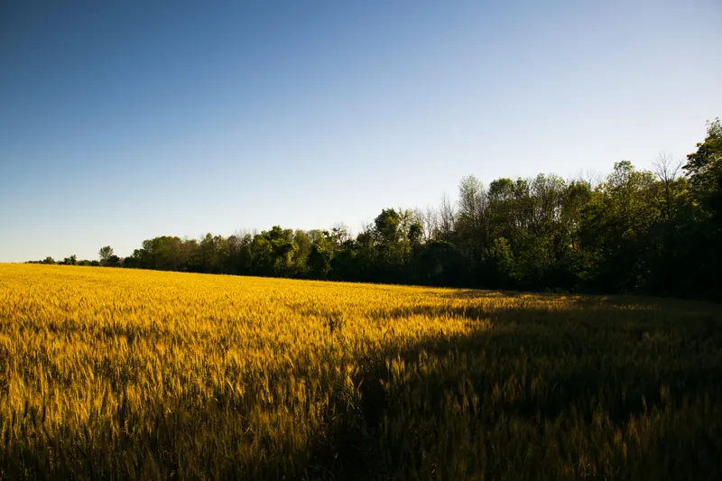 Summer sun, farmland, Wisconsin. 2018.